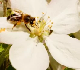 Fleur