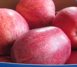 Pommes