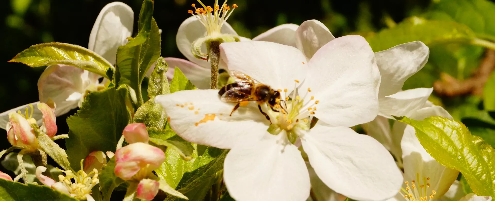 Préservons la biodiversité