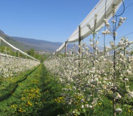 Jeune verger au printemps