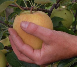 Pomme